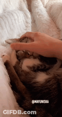 A Person Petting A Cat With The Hashtag Mayuniska On The Bottom GIF