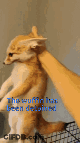 A Person Petting A Cat With The Words The Wuffin Has Been Detained Below It GIF