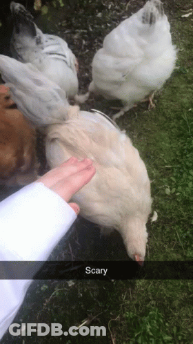A Person Petting A Chicken With The Word Scary Written Below It GIF