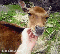 A Person Petting A Deer 'S Nose With Their Hand GIF