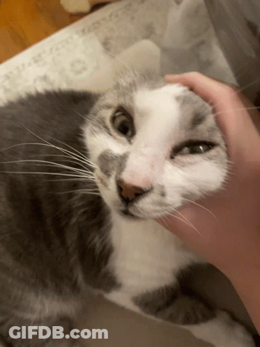 A Person Petting A Gray And White Cat 'S Face GIF