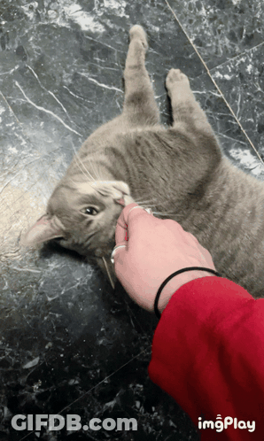 A Person Petting A Gray Cat On The Floor With Imgplay Written In The Corner GIF