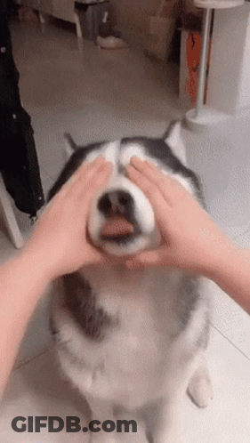 A Person Petting A Husky Dog 'S Face With Their Hands GIF