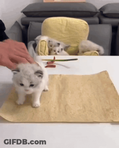A Person Petting A Kitten On A Table With Other Kittens GIF
