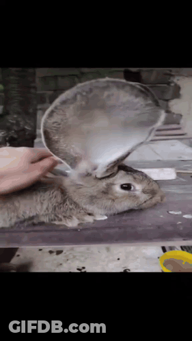 A Person Petting A Rabbit With A Spoon In Its Ears GIF