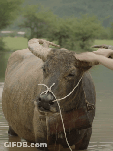 A Person Petting A Water Buffalo With A Rope Around It 'S Neck GIF