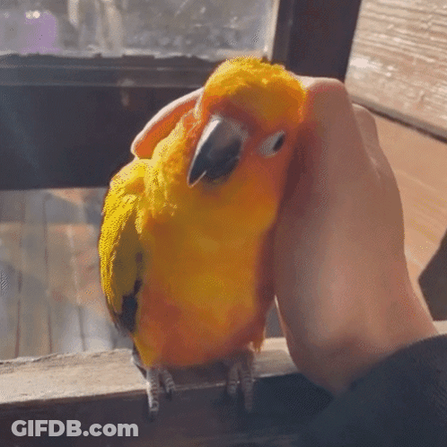 A Person Petting A Yellow And Orange Parrot GIF