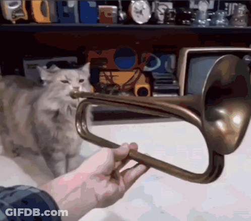 A Person Playing A Trumpet With A Cat Behind Them GIF