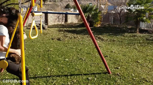 A Person Playing With A Dog On A Swing Set That Says Petcollective On The Bottom Right GIF