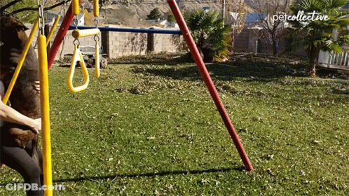 A Person Playing With A Dog On A Swing Set With The Word Petcollective On The Bottom Right GIF
