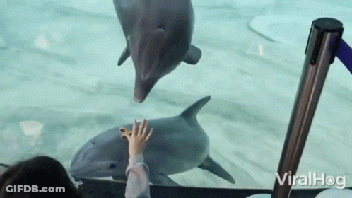 A Person Reaches Out To Touch A Dolphin In An Aquarium With Viralhog On The Bottom GIF