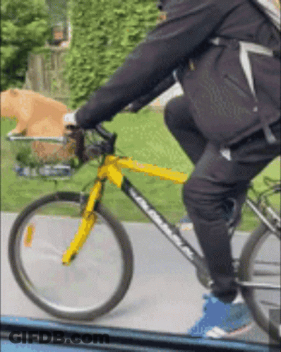 A Person Riding A Bike With A Dog In A Basket GIF