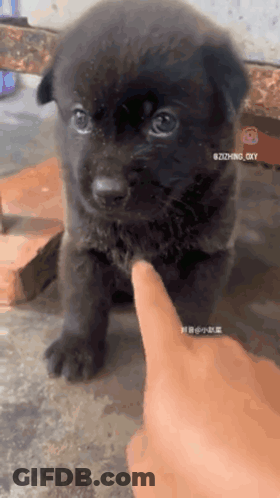 A Person 'S Finger Is Pointing At A Small Black Dog GIF