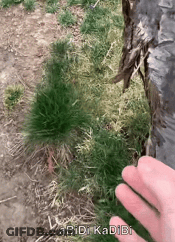 A Person 'S Hand Is Reaching Into A Patch Of Grass With The Words " Abidi Kadibi " Written Below It GIF