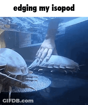 A Person 'S Hand Is Reaching Out To Touch A Giant Isopod In The Water . GIF