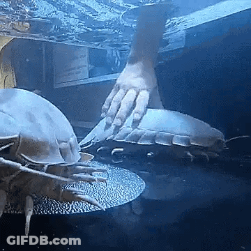 A Person 'S Hand Is Reaching Out To Touch A Giant Worm In A Tank . GIF