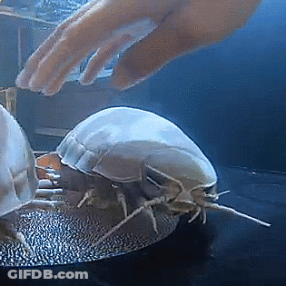 A Person 'S Hand Is Reaching Out To Touch A Jellyfish GIF
