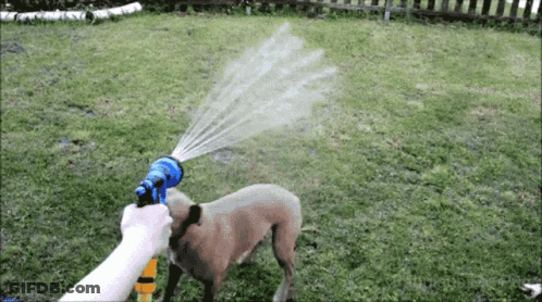 A Person Spraying A Dog With A Hose GIF