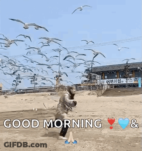 A Person Standing In Front Of A Flock Of Seagulls With The Words Good Morning And Hearts GIF