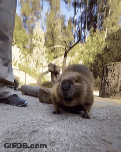 A Person Standing Next To A Beaver On A Dirt Road GIF