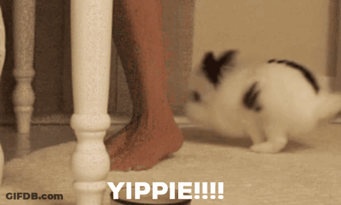 A Person Standing Next To A Rabbit That Says Yippie On The Bottom GIF