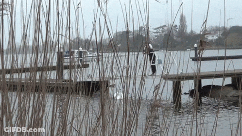 A Person Standing On A Dock Looking At A Swan GIF