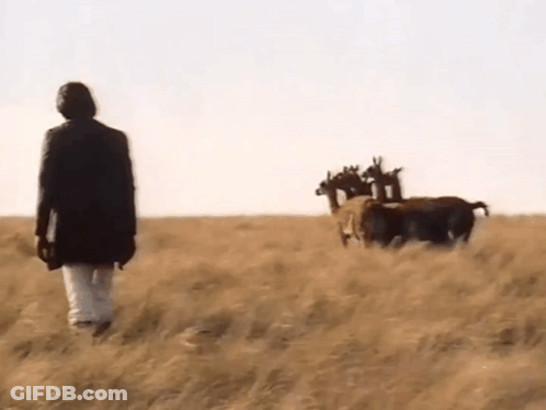 A Person Walking In A Field With A Herd Of Horses Behind Them GIF