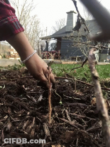 A Person Wearing A Pearl Bracelet Is Planting A Plant In The Ground GIF