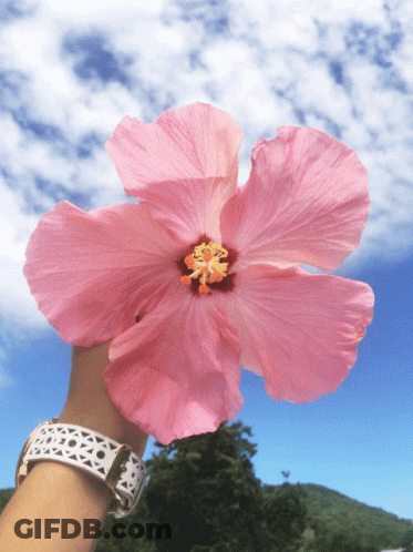 A Person Wearing A Watch Is Holding A Pink Flower In Their Hand GIF