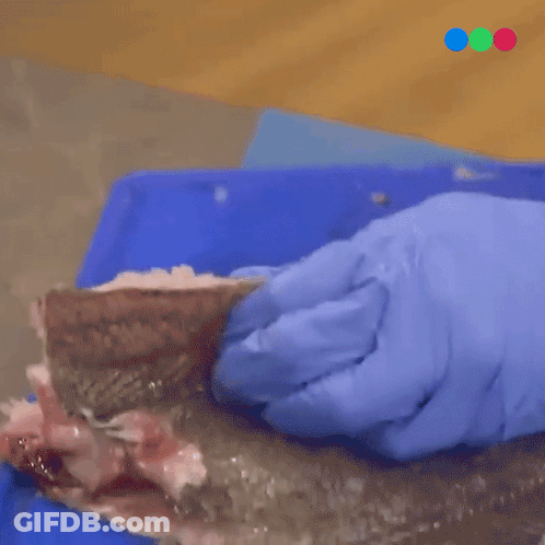 A Person Wearing Blue Gloves Is Cutting A Fish GIF