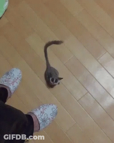 A Person Wearing Floral Slippers Stands On A Wooden Floor GIF