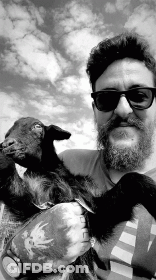 A Pet Goat Meme GIF