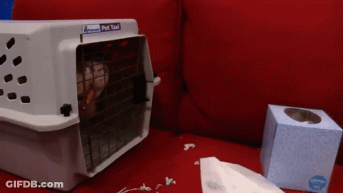 A Pet Taxi Crate Sits On A Red Couch Next To A Box Of Tissues GIF