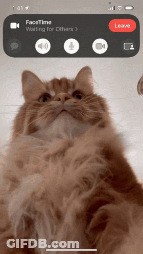 A Phone Screen Shows A Cat Waiting For Others GIF