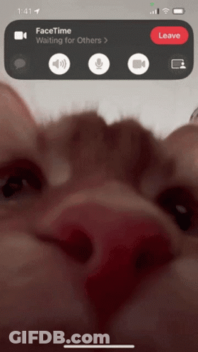 A Phone Screen Shows A Facetime Call With A Person Waiting For Others GIF