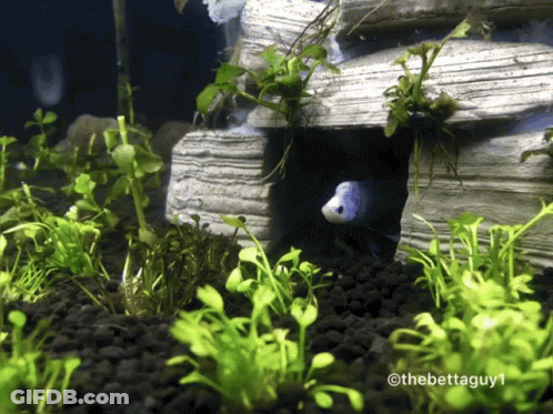 A Photo Of A Fish In A Tank With The Watermark Thebettaguy1 GIF