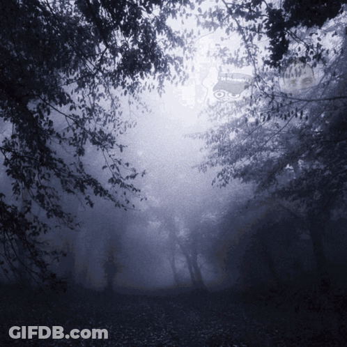 A Photo Of A Foggy Forest With A Watermark That Says ' I 'M Sorry ' GIF