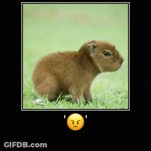 A Picture Of A Baby Capybara With An Angry Face On It GIF