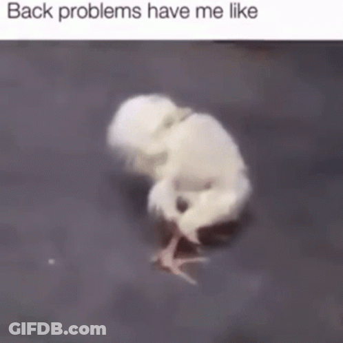 A Picture Of A Baby Chicken With The Words Back Problems Have Me Like On The Bottom GIF