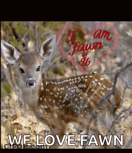 A Picture Of A Baby Deer With The Words " We Love Fawn " On The Bottom GIF