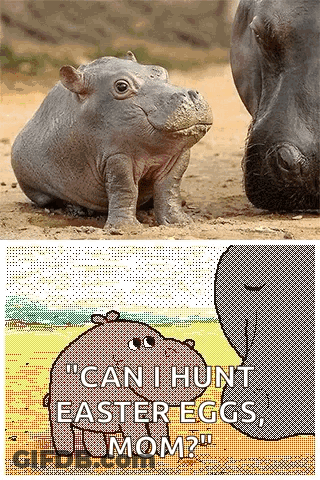 A Picture Of A Baby Hippo And A Picture Of An Elephant With The Words " Can I Hunt Easter Eggs Mom " GIF