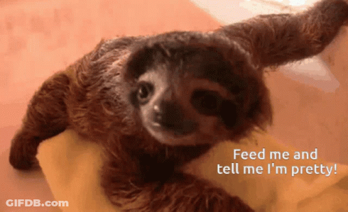 A Picture Of A Baby Sloth With The Words Feed Me And Tell Me I 'M Pretty Below It GIF
