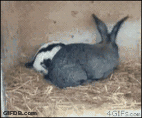 A Picture Of A Badger And A Rabbit With 4Gifs.com In The Corner GIF