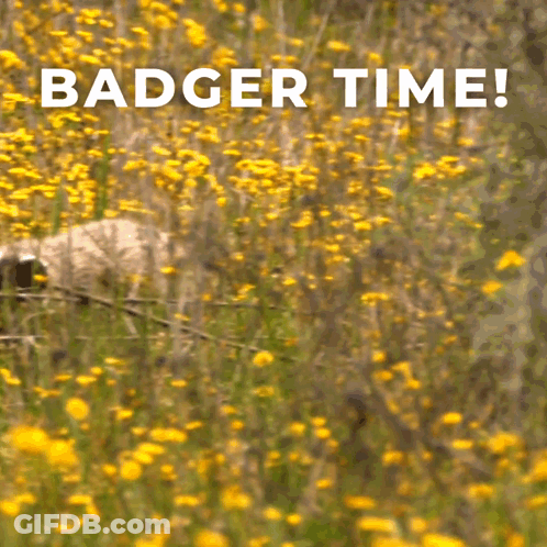 Badger In Yellow Flower Field Badger Time GIF