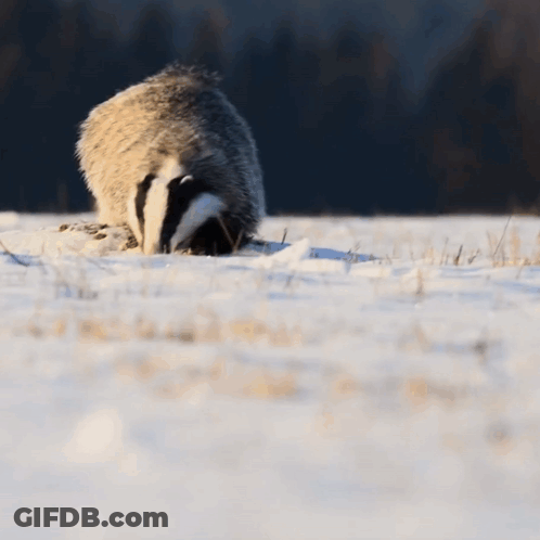 Badger In Snow Saying Its Time GIF