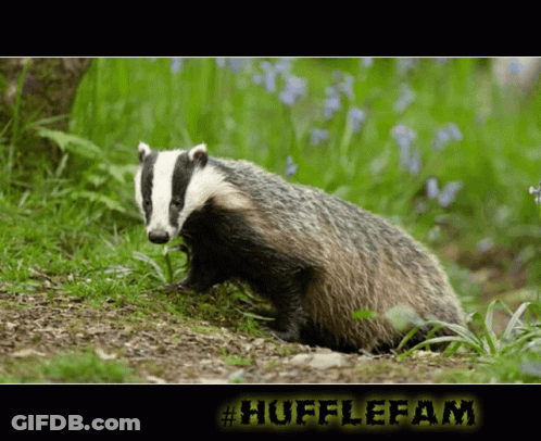 Badger With #Hufflefam Text GIF