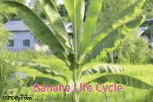 A Picture Of A Banana Tree With The Words " Banana Life Cycle " In Pink GIF