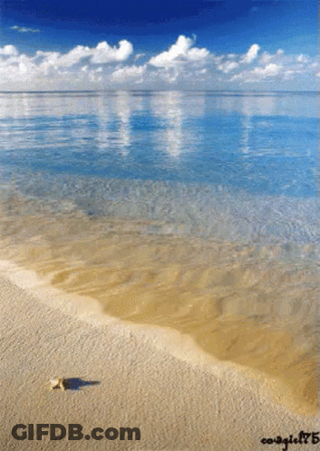 Beach Photo From 2015 With Shell On Sand GIF