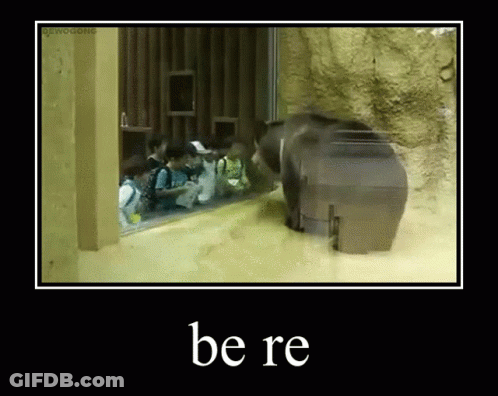 A Picture Of A Bear In A Cage With The Words Be Re On The Bottom GIF