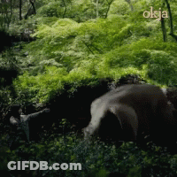 A Picture Of A Bear In The Woods With The Word Okja On The Bottom Right GIF